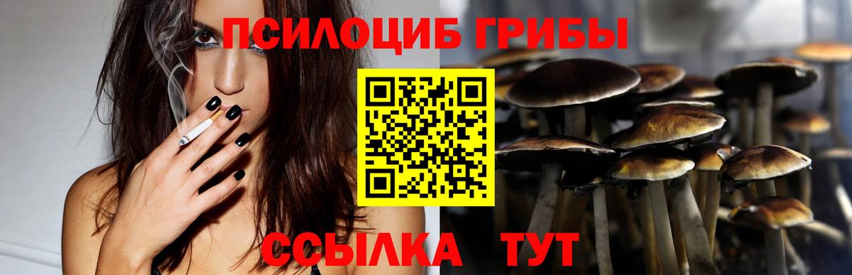где продают   Вход с VPN  Пугачёв  Псилоцибиновые грибы мицелий 
